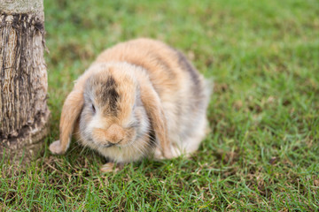 Holland Lop rabbit