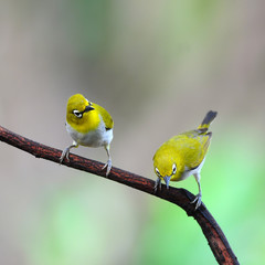 Bird Oriental White-eye, in Thailand