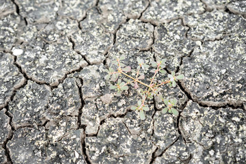  cracked clay ground
