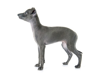 puppy italian greyhound © cynoclub