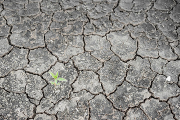  cracked clay ground