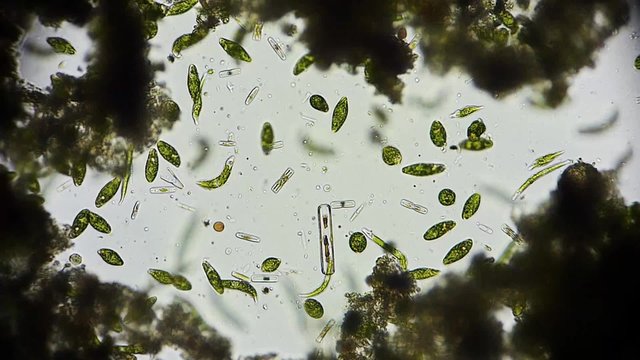 Mikroorganismen Plankton  - 1080p Full HD