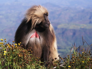 Male Gelada, Simien mountains, Ethiopia