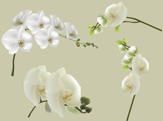 set of four isolated white large orchid branches