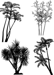 black palm tree silhouettes isolated on white