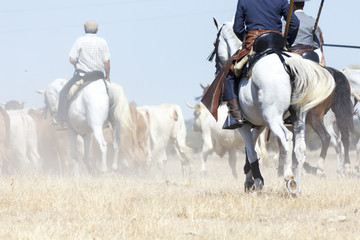 Vaqueros a caballo dirigiendo a las vacas. Reba&ntilde;o de vacas mansas. Traslado de vacas. Vacas en el campo.