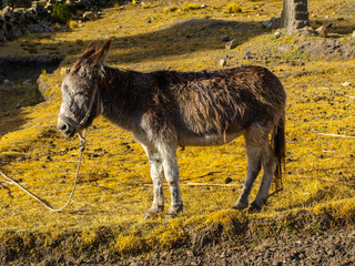 Brown donkey