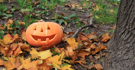 Halloween pumpkin in autumn forest  © AnastasiiaUsoltceva