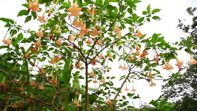 A Tree with Beautiful Hanging Flowers