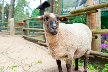 Thoroughbred Suffolk sheep standing in fold. Horizontal summerti