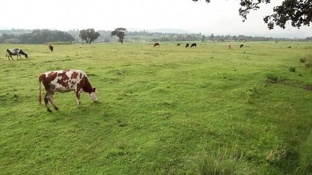 Cows Grazing in a Green Field