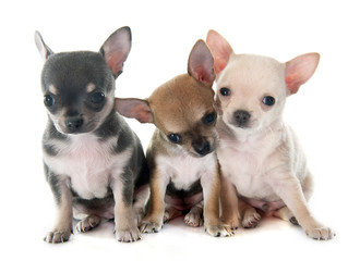 puppies chihuahua