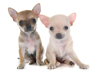 puppies chihuahua