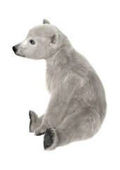 Obraz na płótnie Canvas Polar Bear Cub