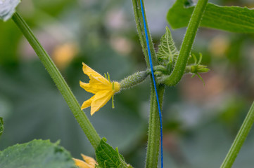 the climbing plant of the gourd family that yields this fruit, native to the Chinese Himalayan...
