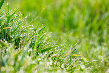 grass on forest glade closeup in sun light