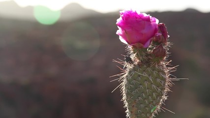 Cactus flower sunset rack focus.mp4