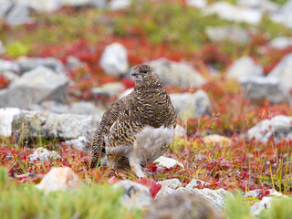 秋のライチョウ雌