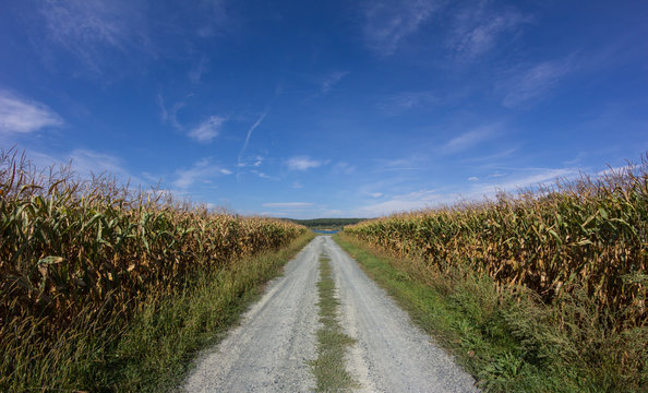 Road Between Corn Fields Under Blue Sky In South Burgenland Austria In Summer