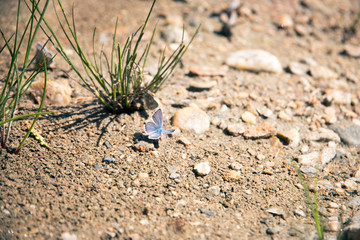 Blauer Schmetterling