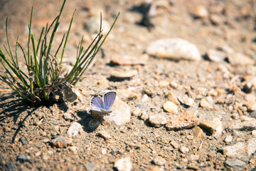 Blauer Schmetterling