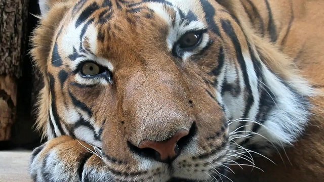 portrait of tiger - Panthera tigris jacksoni looking to camera