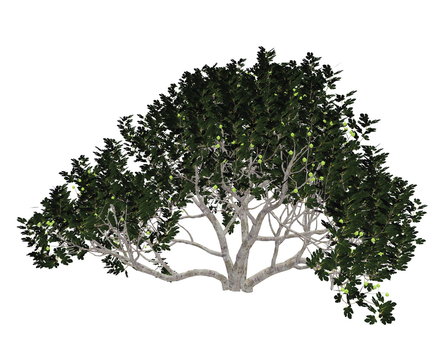 Fig tree - 3D render