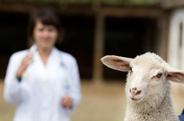 Lamb portrait with veterinarian - Powered by Adobe