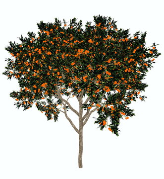 Sweet orange tree - 3D render