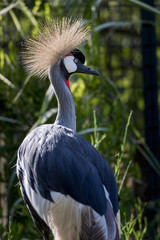 East African Crowned Crane