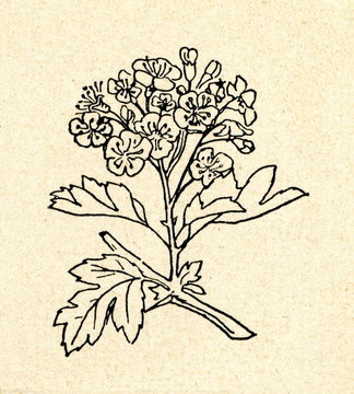black and white botanical drawing clip art preview