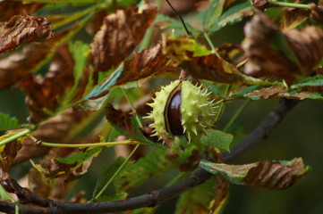 Kastanie herbst