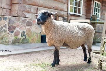 Obraz premium Purebred suffolk sheep standing in fold. Horizontal summertime o
