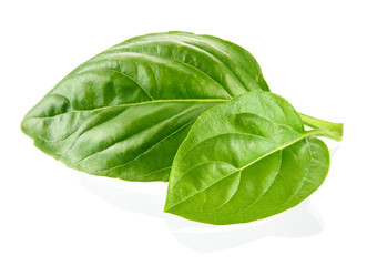 Fresh organic basil leaves isolated on white background