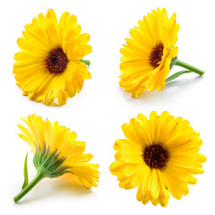 Marigold flowers. Calendula isolated on white. Collection.