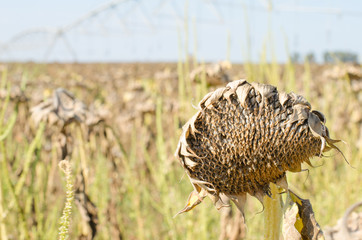 Dry sunflower.