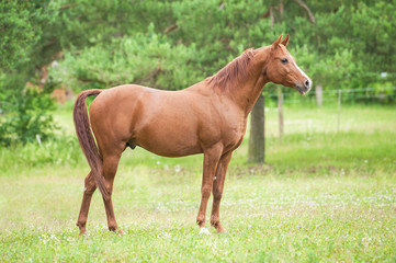Naklejka na ściany i meble Beautiful red arabian stallion standing on the field