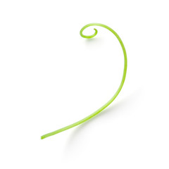 Grape tendril isolated on white. With clipping path.