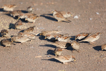 flock of sparrows