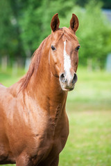 Obraz premium Portrait of beautiful red arabian stallion