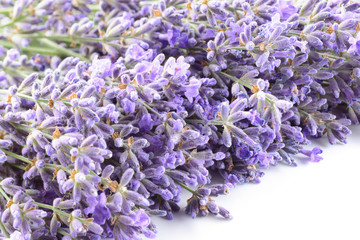 Violet lavender flowers closeup background.