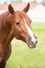 Funny arabian stallion showing a tongue