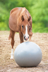 Young arabian horse playing with a ball
