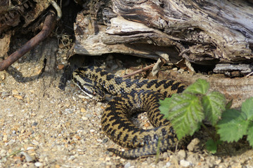european adder