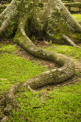 tree roots