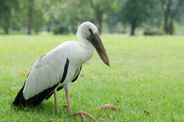 White pilican is a sickness in the park.