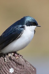 tree swallow closeup