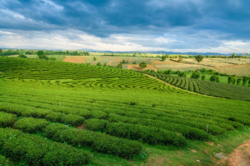 Fototapeta na wymiar Green tea farm, Chiang Rai
