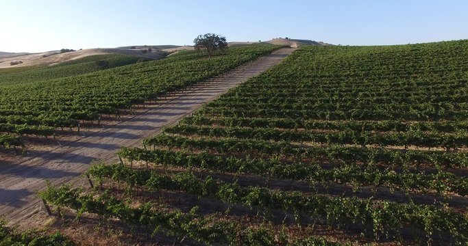 Beautiful flyover aerial footage above vineyard winery rolling hills green lush agriculture land