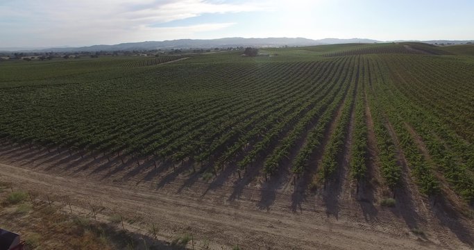 Rows Of Crops Vineyard Vines Aerial Landscape Flyover Sunset Endless Agriculture Central California